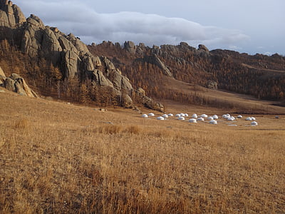 Mongolia, Taman Nasional, stepa, musim gugur, emas, coklat emas cokelat, Yurt