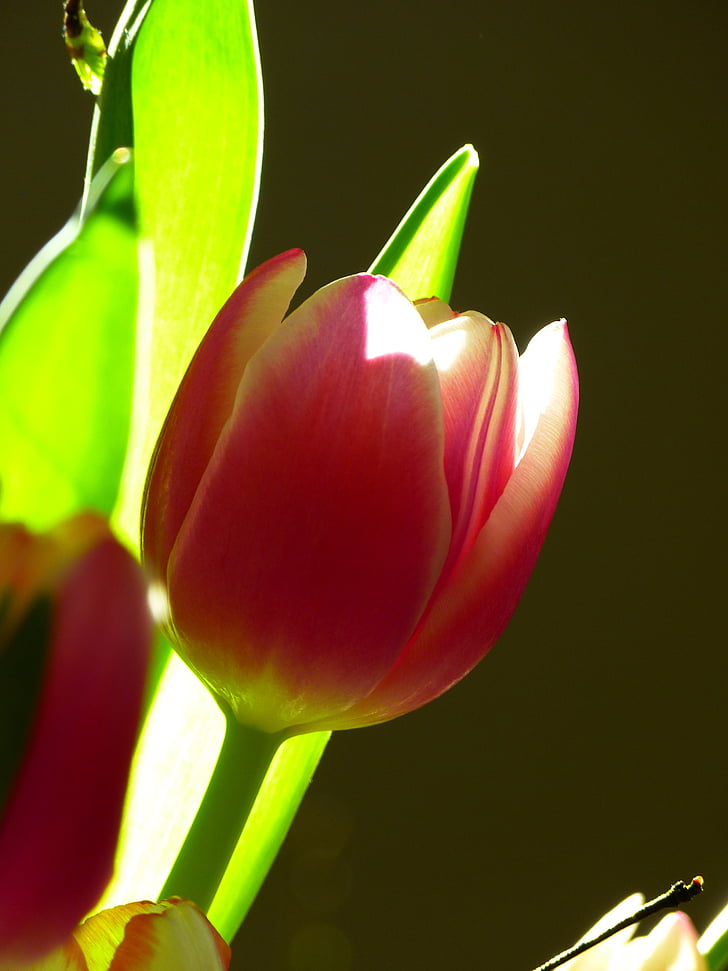 Tulip, Blossom, mekar, merah muda, bunga, tanaman, alam