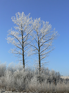 Vinter, Frost, treet, natur, snø, hvit
