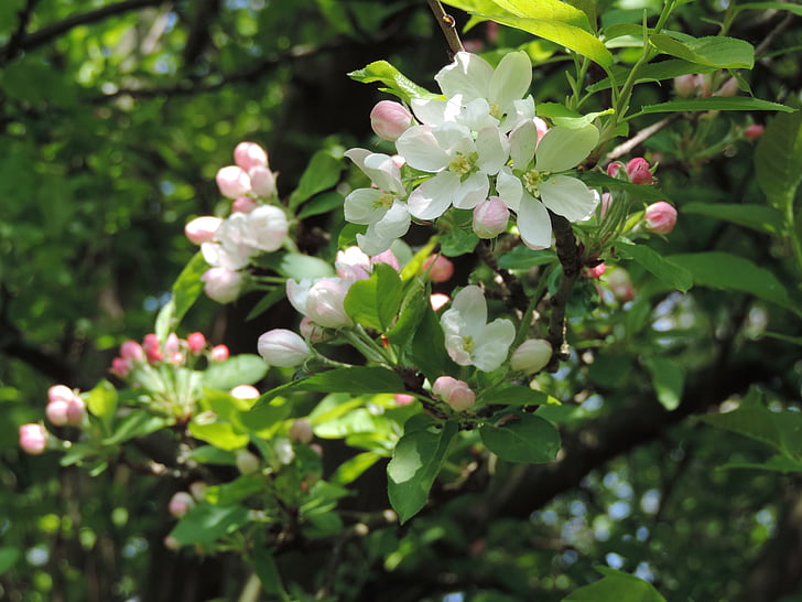 Blossom, æbletræ, hvid, blomster, plante, forår, hvide blomster