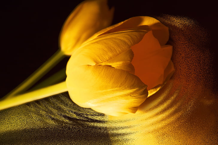 Tulip, jaune, fleurs, printemps, nature, plante, flore