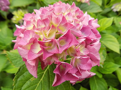 blomst, hortensia, Pink, plante, haven