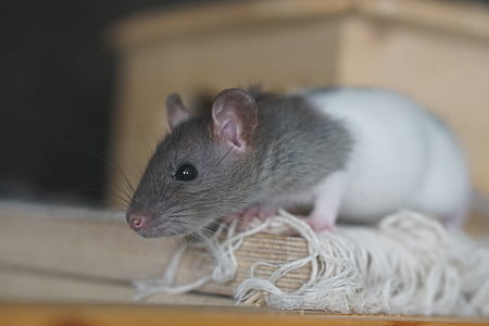 rat, maro, Baby, bianca rat, şobolan copii, copil, rozătoare