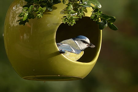 blue tit, cyanistes caeruleus, bird, small bird, garden, foraging, nature