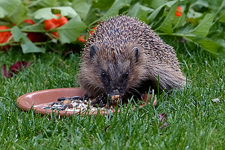 động vật, hedgehog, động vật có vú, erinaceus, cho ăn, Sân vườn