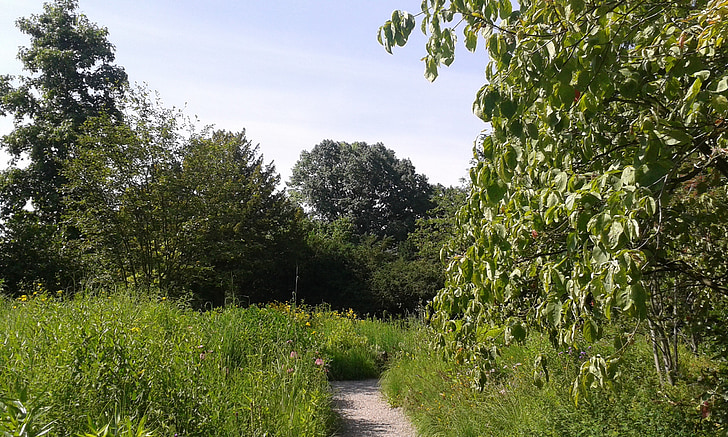 Hesse, Weinheim, parku, pryč, léto, Příroda, strom