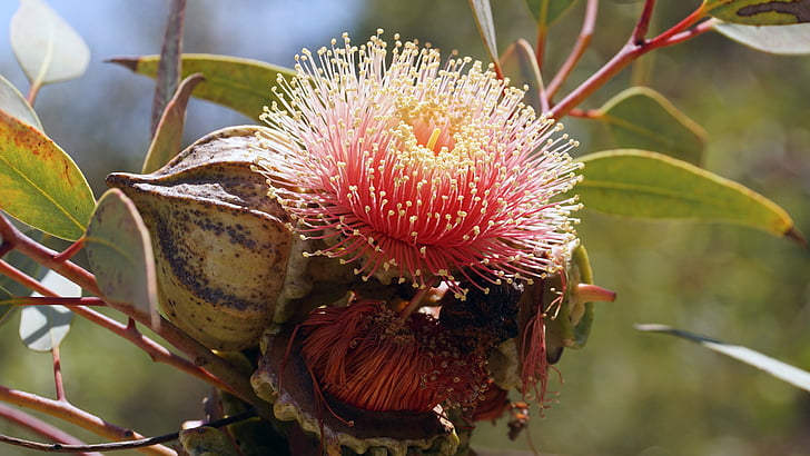 eucalyptus bloom, australia, koale