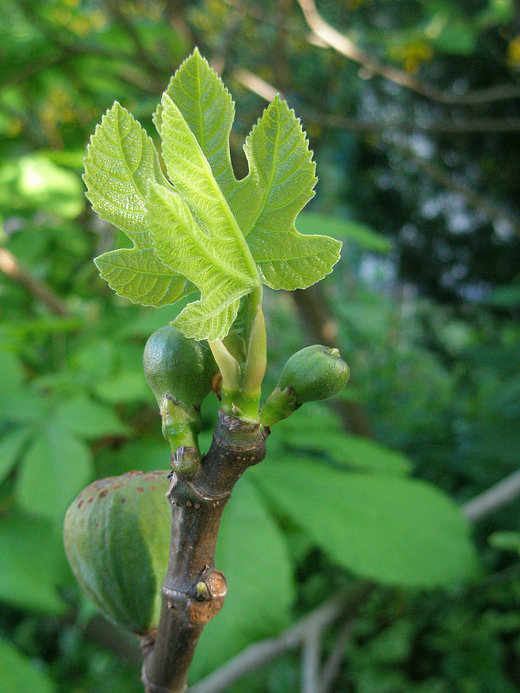 Fig, fruta, hojas, verde, primavera, planta