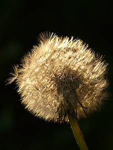 dandelion, seeds, flower, meadow, spring, close, macro