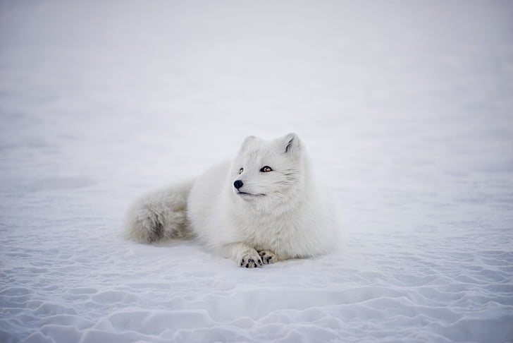 trắng, Fox, động vật, động vật hoang dã, tuyết, mùa đông, ngoài trời