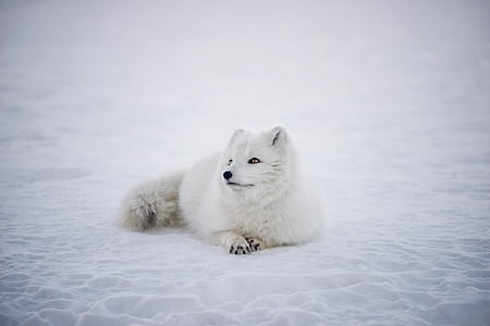 hvid, Fox, dyr, Wildlife, sne, vinter, udendørs