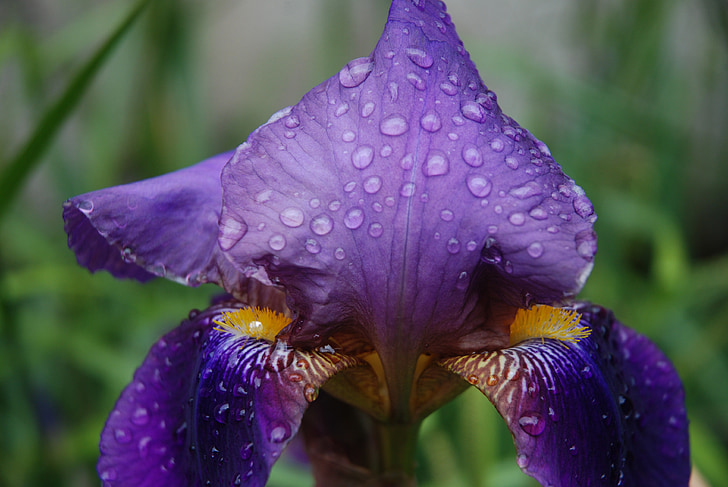 flor, Iris, violeta, jardín, naturaleza, primavera, gota de rocío