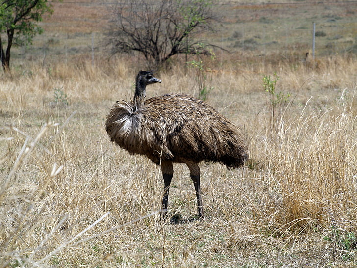 EMU vogel, Mpumalanga, Zuid-Afrika