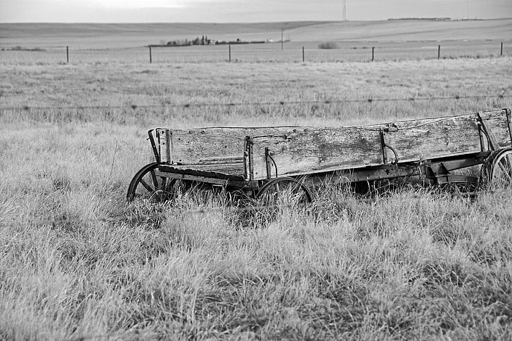 rústico, carroça, de madeira, preto e branco, natureza, cena rural, ao ar livre