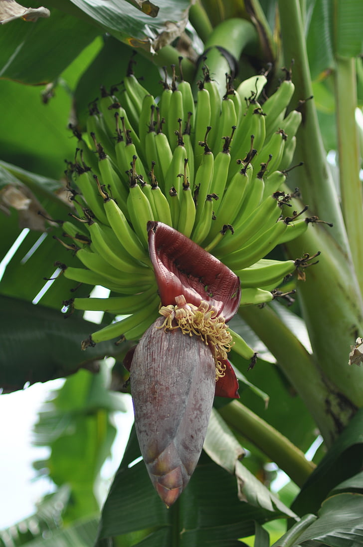 banānu, koks, augļi, zaļa, augu, tropu, Leaf