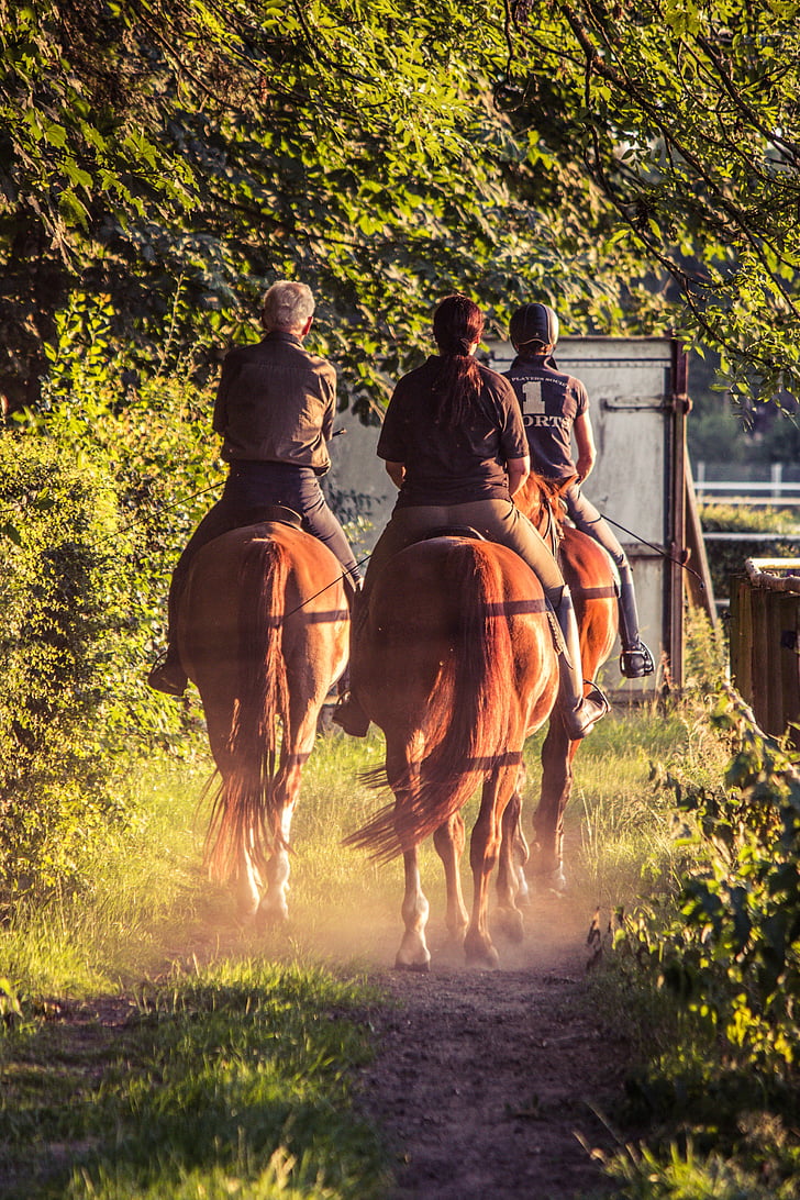 Reiter, passeig, cavalls, Hípica, relaxació, llum del capvespre, equitació