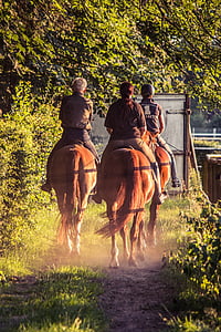 reiter, ride, horses, equestrian, relaxation, evening light, riding