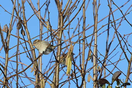 sparrow, bird, branches, sky, blue