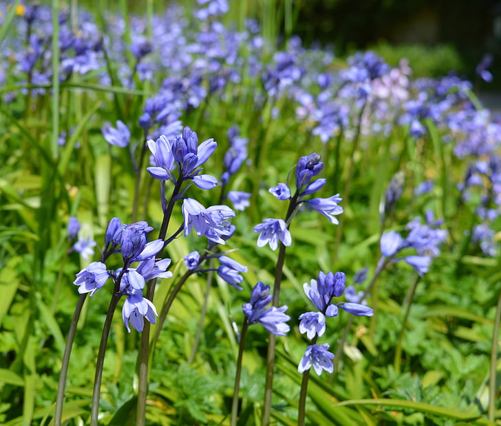 Bluebell, ziedi, Pavasaris, dārza, daba, Violeta, puķe