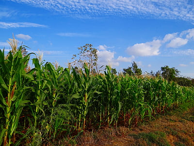 Кукурудза, кадрування, Кукурудза, вирощування, Сільське господарство, ферми, поле