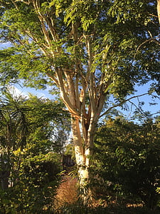 árvore de leopardo, natureza, natureza selvagem, árvore, floresta, ao ar livre, filial