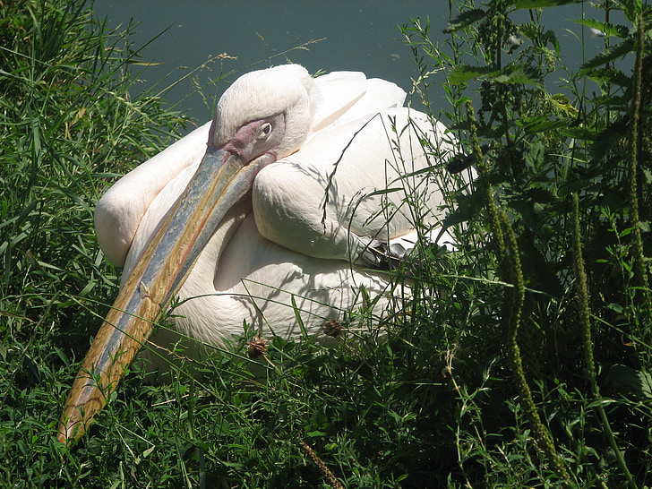 white pelican, crouching, bird, wildlife, beak, outdoor, resting