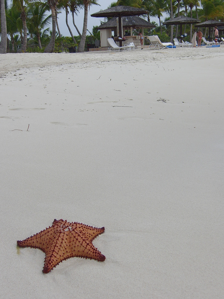 morska zvijezda, plaža, pijesak, tropska, odmor, odmor, naselje