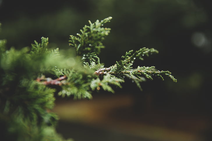pine tree, macro, green, pine, evergreen, outdoors, plant