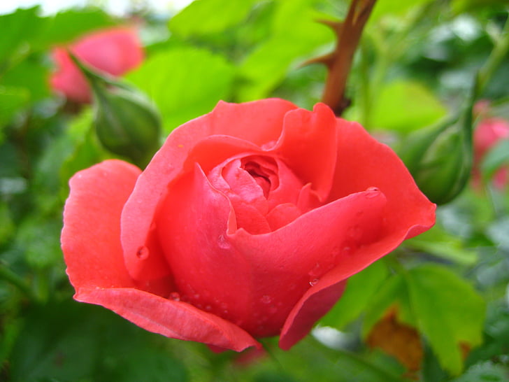 steeg, rood, roze bloemen, Blossom, Bloom, rode roos, groene achtergrond