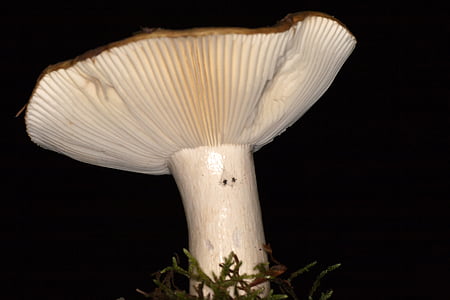 champignon, macro, plaques de champignons, automne