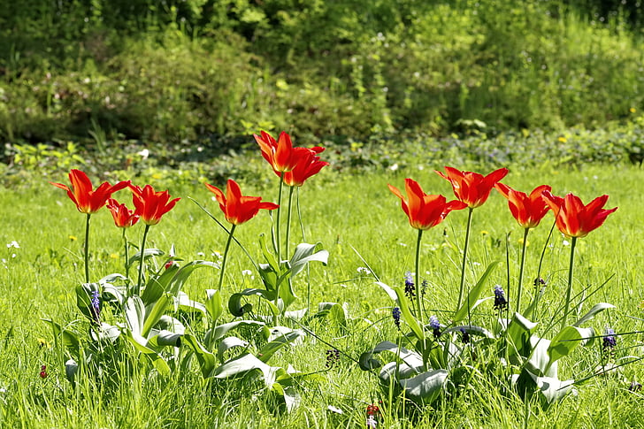 tulipány, louka, květiny, barevné, tráva, zelená, parku