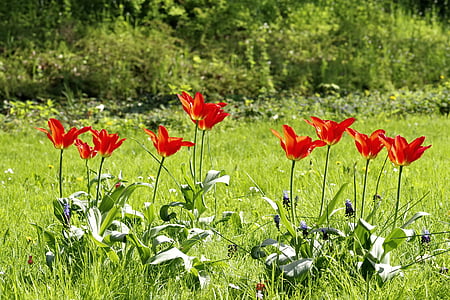 Tulip, padang rumput, bunga, warna-warni, rumput, hijau, Taman