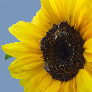 sun flower, summer flower, yellow, blossom, bloom, bees, bright