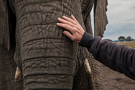 động vật, con voi, voi thân cây, bàn tay, động vật hoang dã, Thiên nhiên, Châu Phi