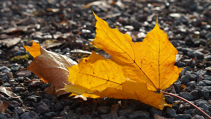 listov, jeseni, barva, oranžna, Jesenski listi, padec, narave