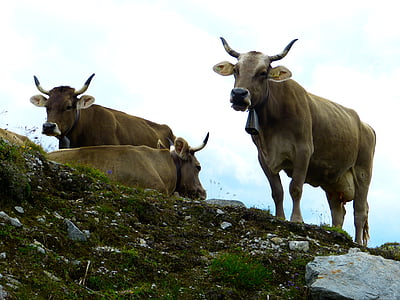 крави, говеждо месо, животните, краве мляко, рогата, Селско стопанство, преживни животни