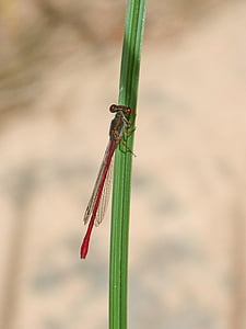 libélula roja, tallo, insecto con alas, libélula