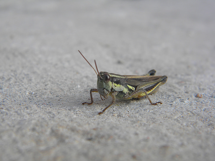 insecte, Cricket, antennes, jambes