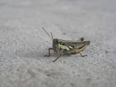 insect, cricket, antennas, legs