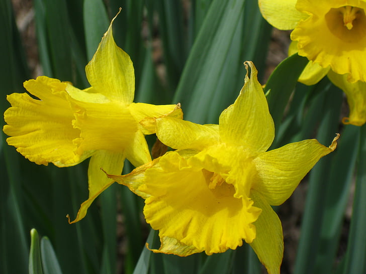 daffodil, flowers, daffodils, yellow blossom, yellow flower, spring flowers, yellow