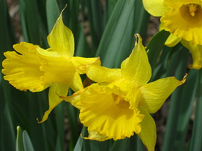 Daffodil, flors, narcisos, flor groga, flor groga, flors de primavera, groc