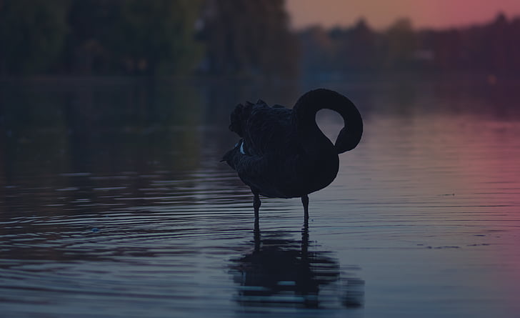 silhouette, flamingo, bird, body, water, animal, dark