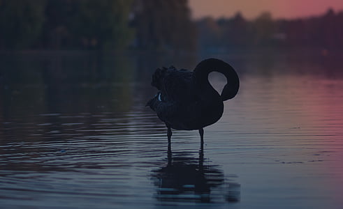 silueta, Flamingo, pájaro, cuerpo, agua, animal, oscuro