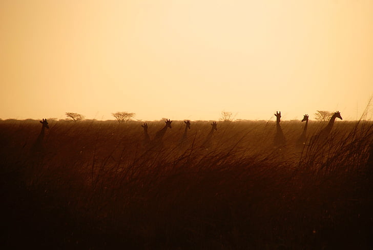 вісім, жирафи, коричневий, трава, Захід сонця, тварини, тварин