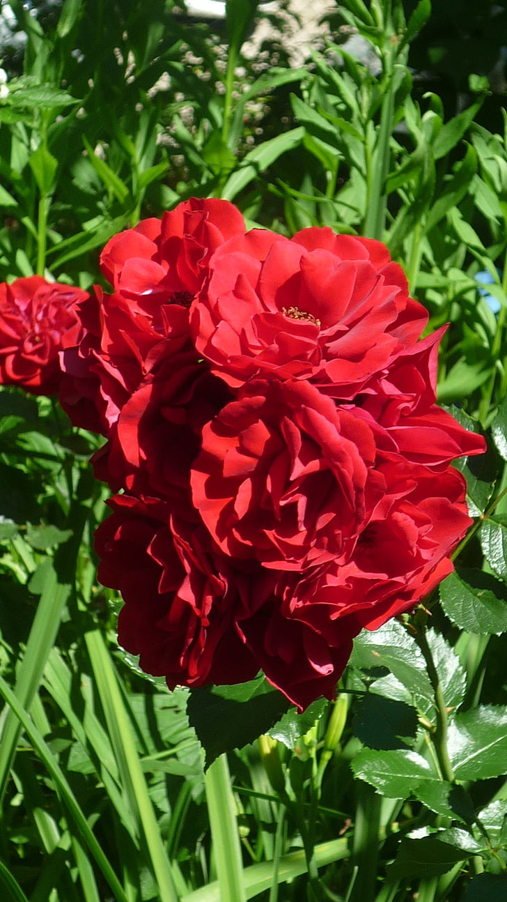 τριαντάφυλλο, Γερμανικά λουλούδι στον κήπο, κόκκινο, φωτεινή, η πυκνότητα της ανθοφορίας
