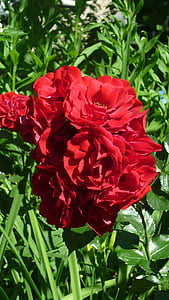กุหลาบ, ดอกไม้สวนที่เยอรมัน, สีแดง, สดใส, ความหนาแน่นของดอก
