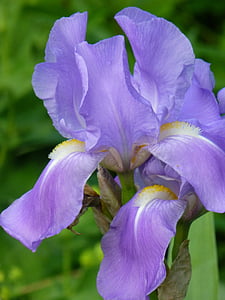lliri, Iris, porpra, verd, incompleta, flor, tancar