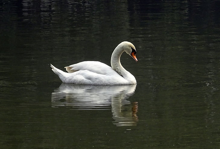 Swan, vták, vody, rybník, vodné vtáctvo, Zoo, Kolkata
