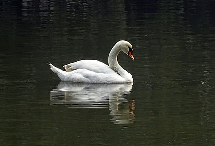 Cisne, pássaro, água, Lagoa, aves aquáticas, jardim zoológico, Kolkata