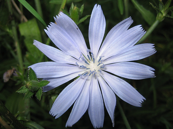 bloem, blauw, plant, Bud, monbachtal, saai